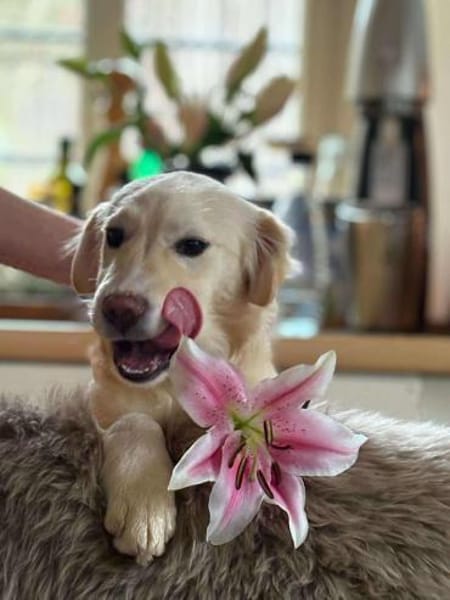 Mira möchte gefunden werden