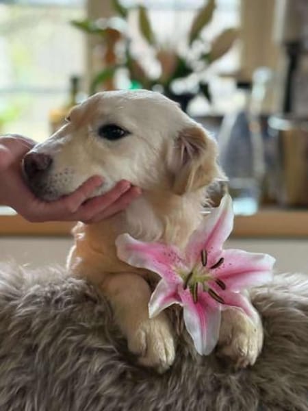 Mira möchte gefunden werden