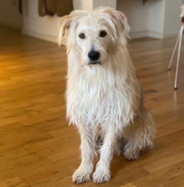 Oggy - Toller, verschmuster Rüde auf PS