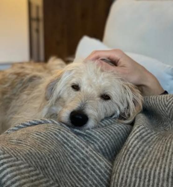 Oggy - Toller, verschmuster Rüde auf PS