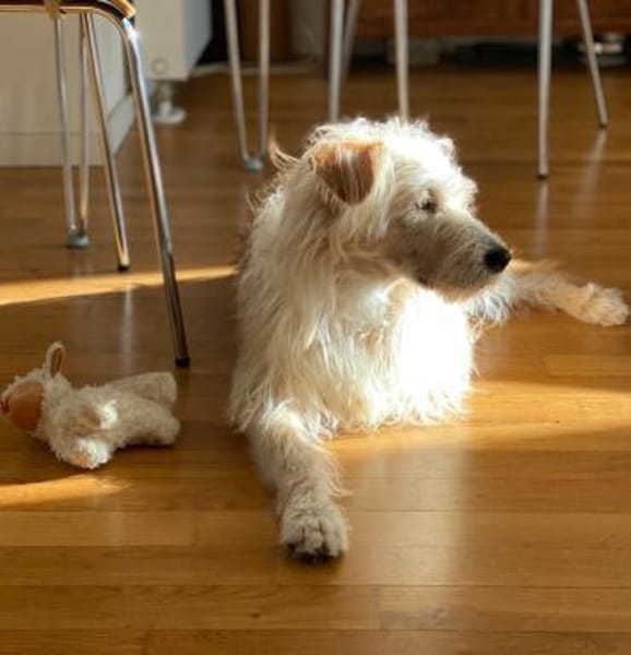 Oggy - Toller, verschmuster Rüde auf PS