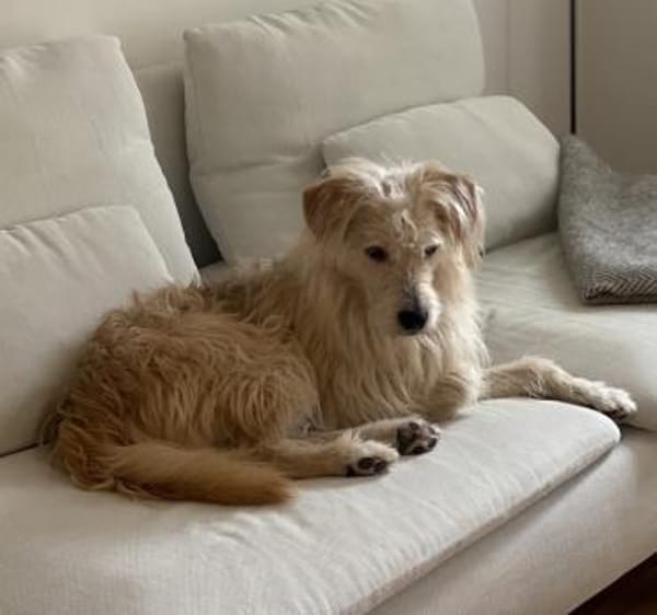 Oggy - Toller, verschmuster Rüde auf PS