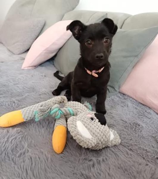 Bestplatz als Zweithund gesucht