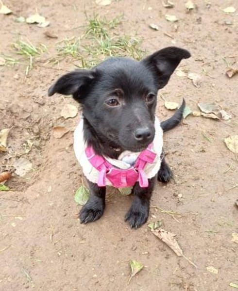 Bestplatz als Zweithund gesucht