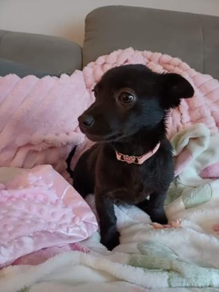 Bestplatz als Zweithund gesucht