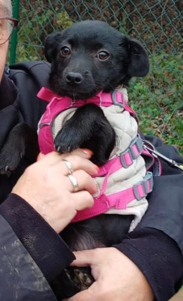 Bestplatz als Zweithund gesucht