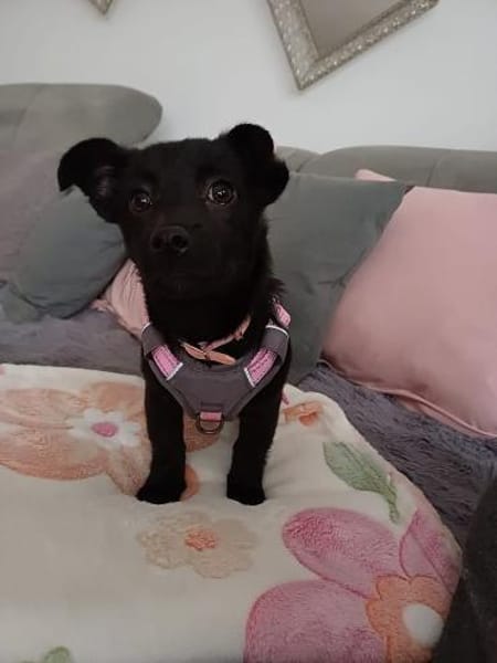 Bestplatz als Zweithund gesucht