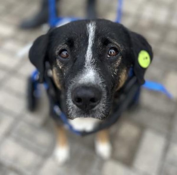 Elian  toller Rüde sucht sein Glück