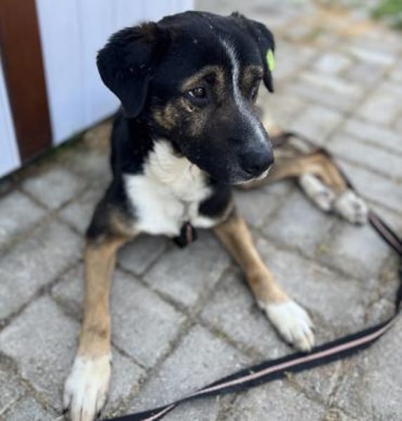 Elian  toller Rüde sucht sein Glück