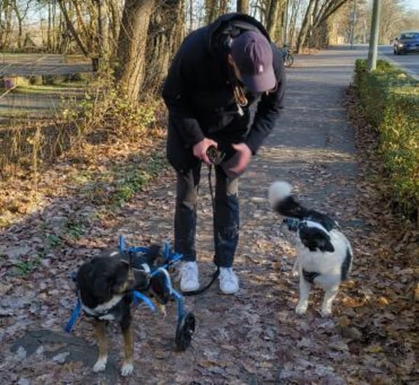 Elian  toller Rüde sucht sein Glück