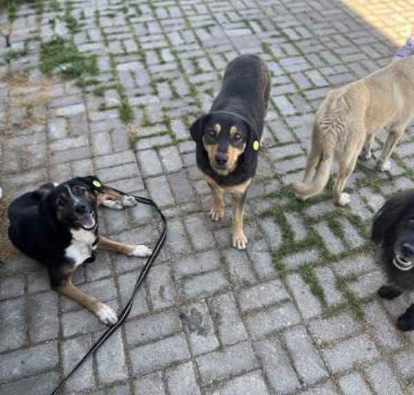 Elian  toller Rüde sucht sein Glück