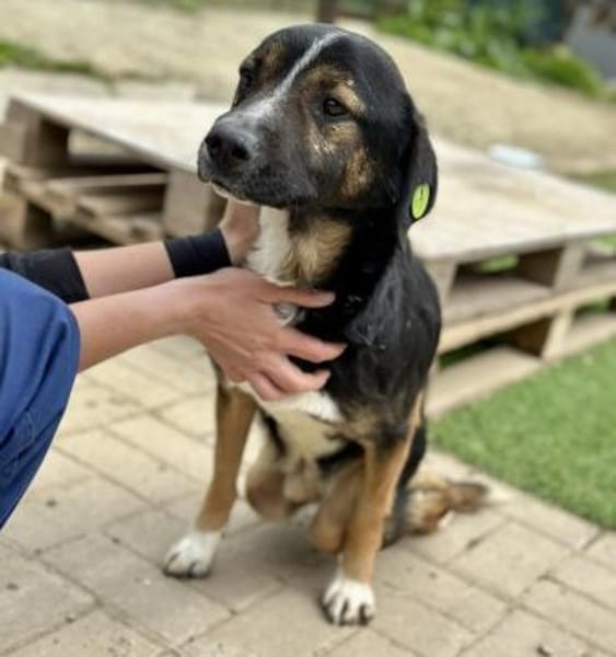 Elian  toller Rüde sucht sein Glück