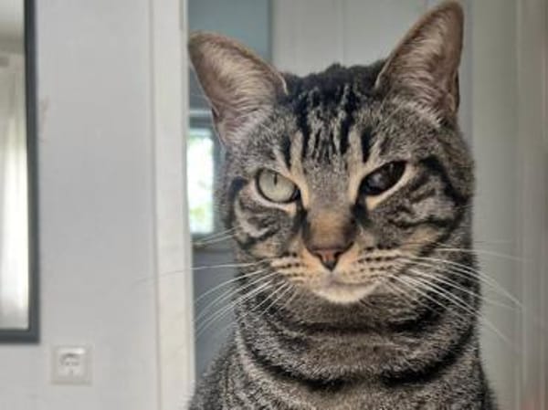 Antonio hofft auf seine neue Chance