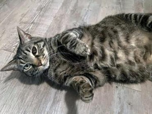 Antonio hofft auf seine neue Chance