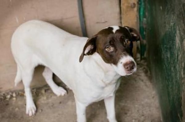 Elina  vom Tierheim auf die Couch