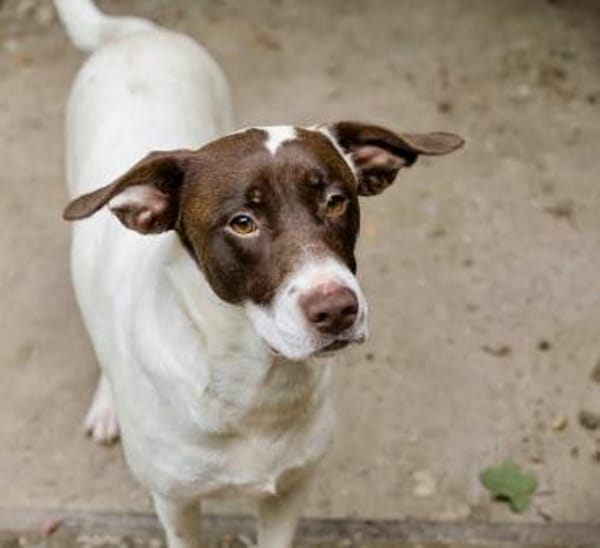 Elina  vom Tierheim auf die Couch