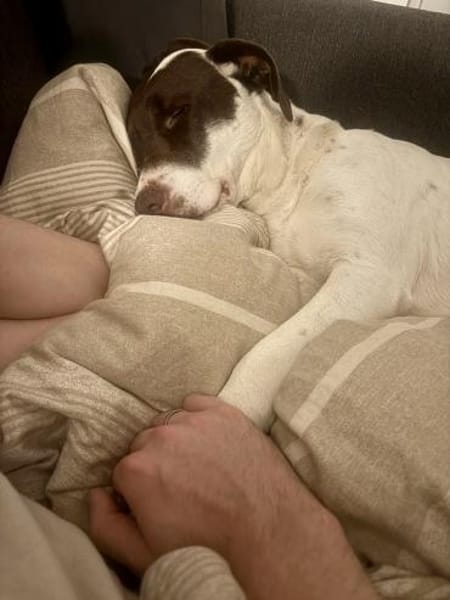 Elina  vom Tierheim auf die Couch