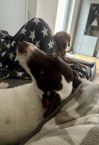 Elina  vom Tierheim auf die Couch