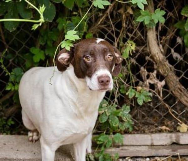 Elina  vom Tierheim auf die Couch