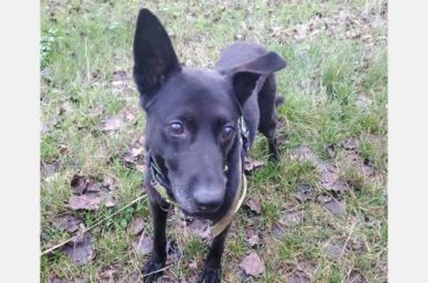 Pumba  treuer Labbimix