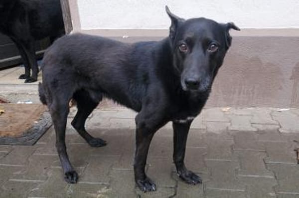 Pumba  treuer Labbimix