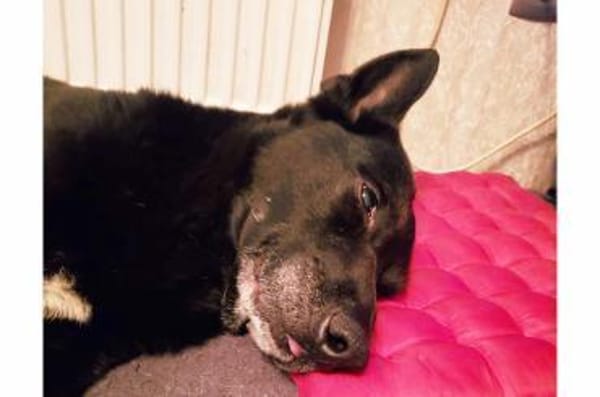 Pumba  treuer Labbimix