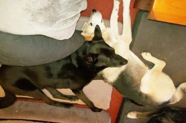 Pumba  treuer Labbimix