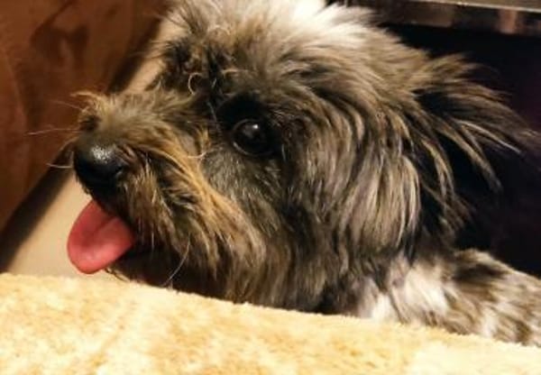 Fröhliche Hündin Lexa sucht ihre Familie