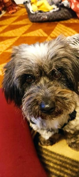 Fröhliche Hündin Lexa sucht ihre Familie