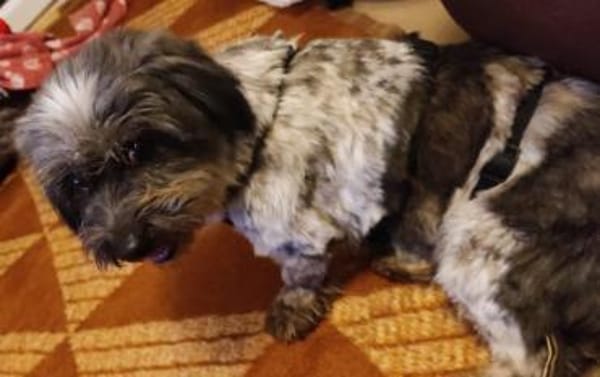 Fröhliche Hündin Lexa sucht ihre Familie