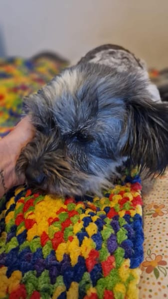 Fröhliche Hündin Lexa sucht ihre Familie