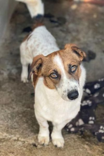 Lio, geb. ca. 06/2024, 24103 Kiel