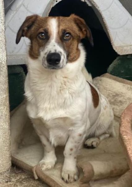 Lio, geb. ca. 06/2024, 24103 Kiel