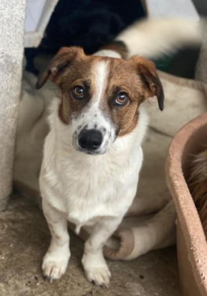 Lio, geb. ca. 06/2024, 24103 Kiel