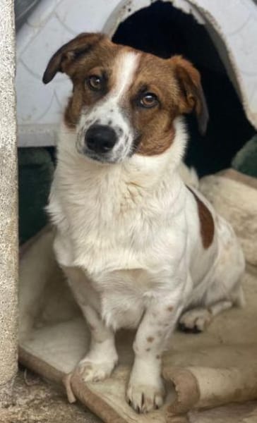 Lio, geb. ca. 06/2024, 24103 Kiel