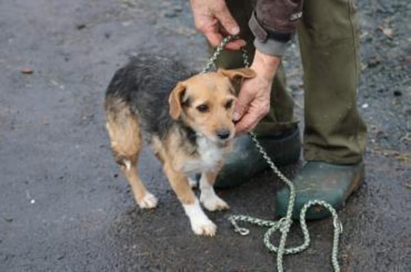 Ranie - zutraulich u. sehr liebenswert
