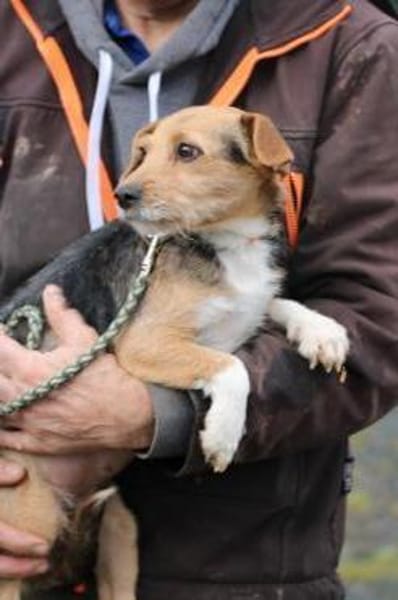 Ranie - zutraulich u. sehr liebenswert