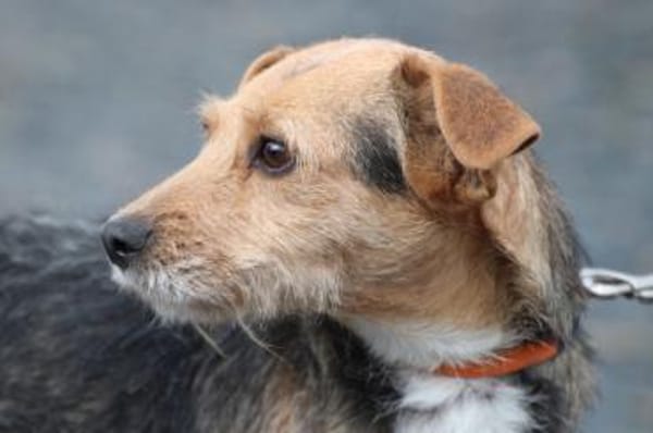 Ranie - zutraulich u. sehr liebenswert