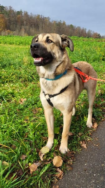 Rüdiger, freundlich, lieb, sucht Familie