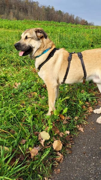 Rüdiger, freundlich, lieb, sucht Familie