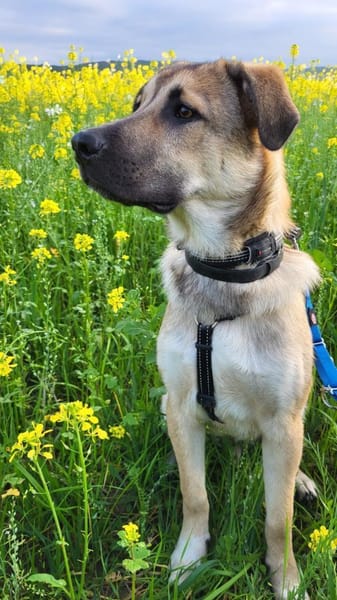 Rüdiger, freundlich, lieb, sucht Familie