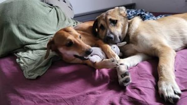 Rüdiger, freundlich, lieb, sucht Familie