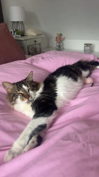 Langhaarmix Zazou aus dem Tierschutz