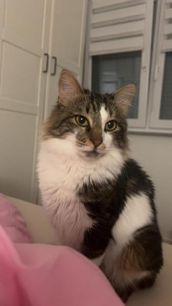 Langhaarmix Zazou aus dem Tierschutz