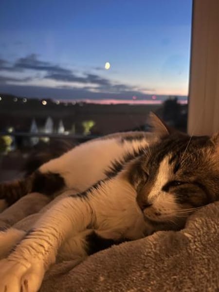 Langhaarmix Zazou aus dem Tierschutz