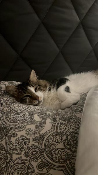 Langhaarmix Zazou aus dem Tierschutz