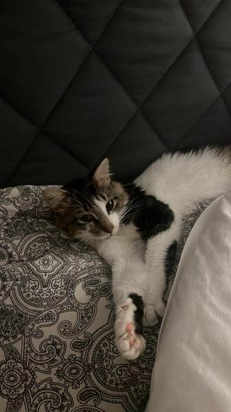 Langhaarmix Zazou aus dem Tierschutz