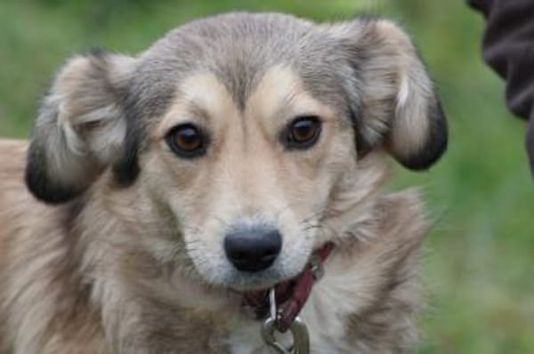 Yara - kinderliebe Junghündin