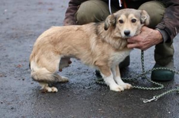 Yara - kinderliebe Junghündin