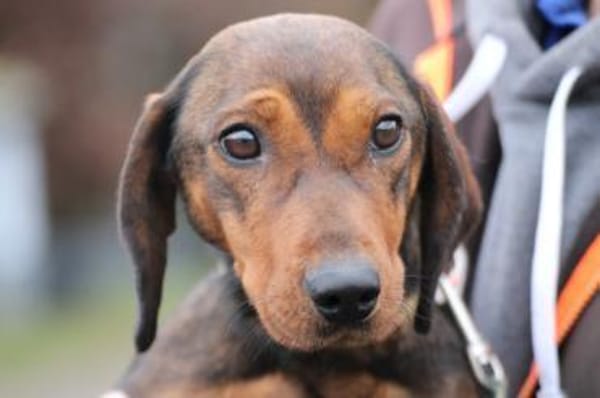 Dia - kinderlieb u. sehr zutraulich